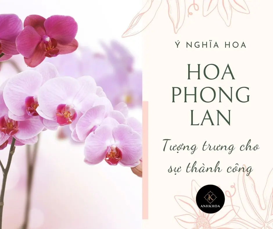 Ý nghĩa hoa phong lan