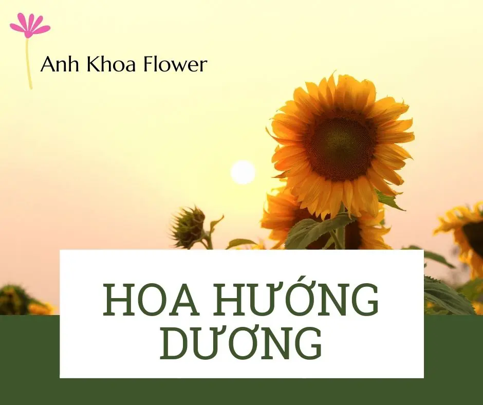 Ý nghĩa hoa hướng dương