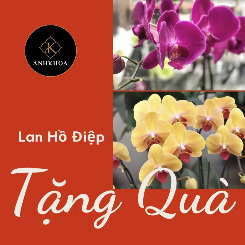 lan hồ điệp hội an