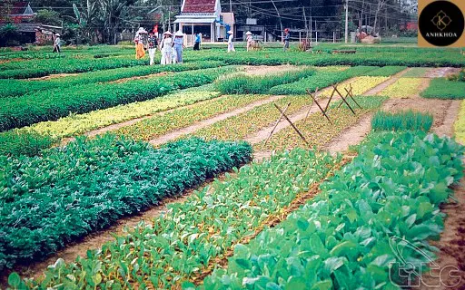 Tra que vegetable village