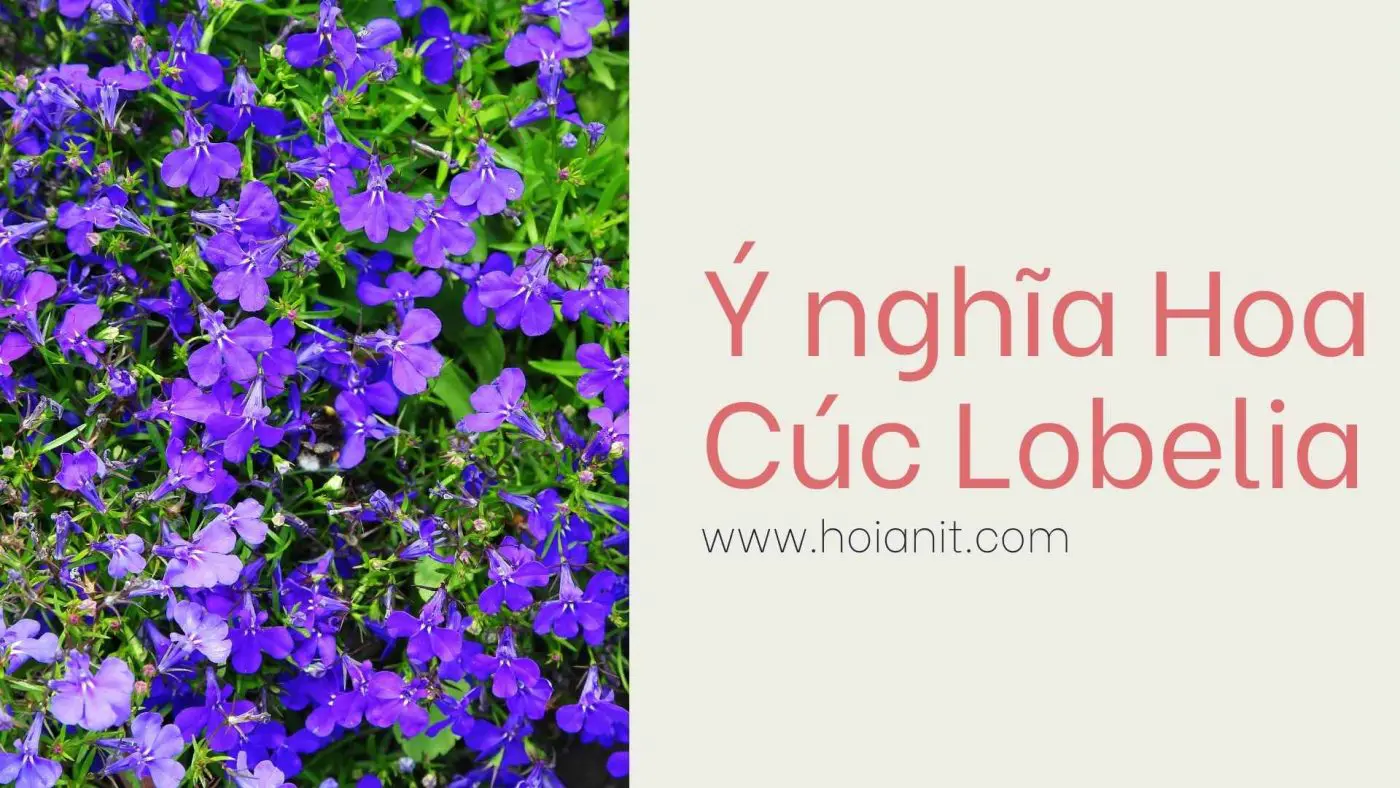 Ý nghĩa hoa cúc lobelia