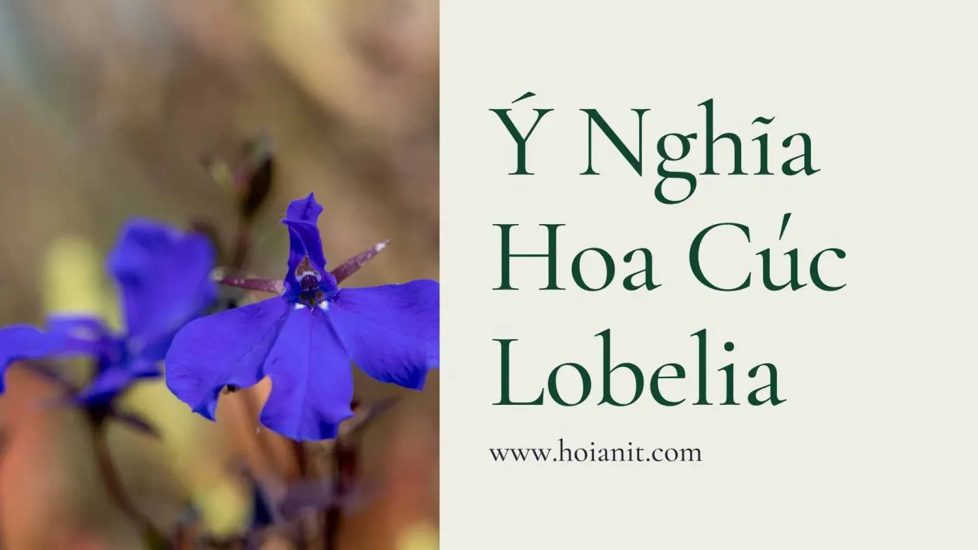 Y nghia hoa cuc lobelia 2