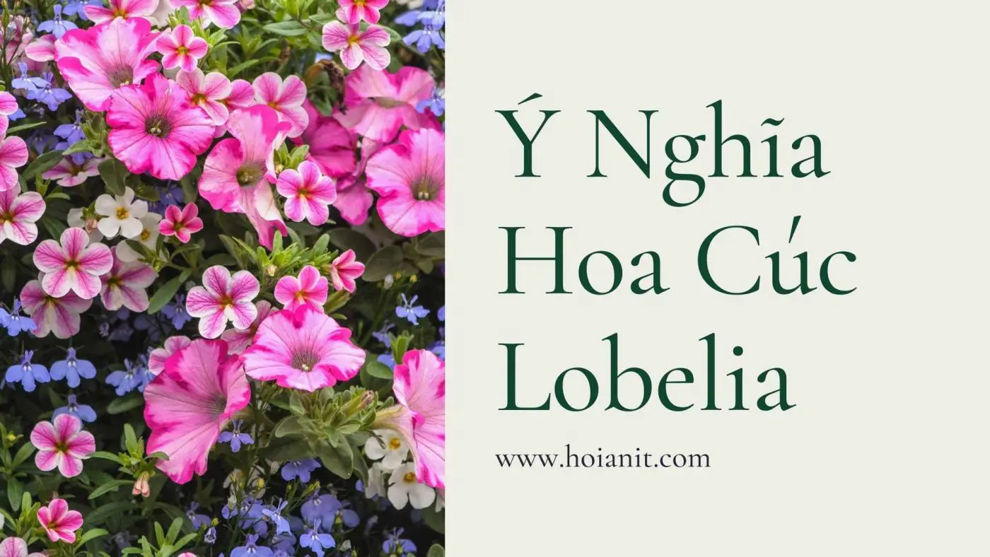 Y nghia hoa cuc lobelia 3