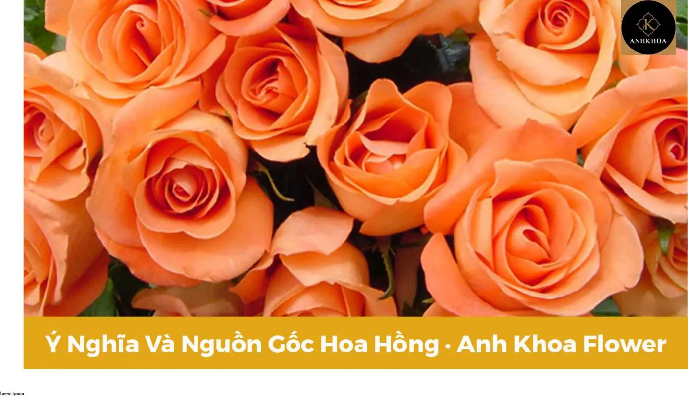 Ý nghĩa hoa hồng cam