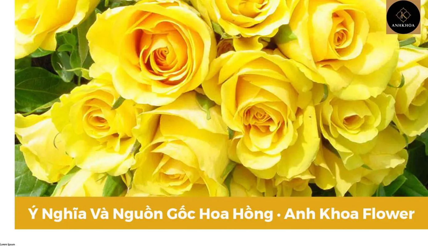 Y nghia hoa hong vang