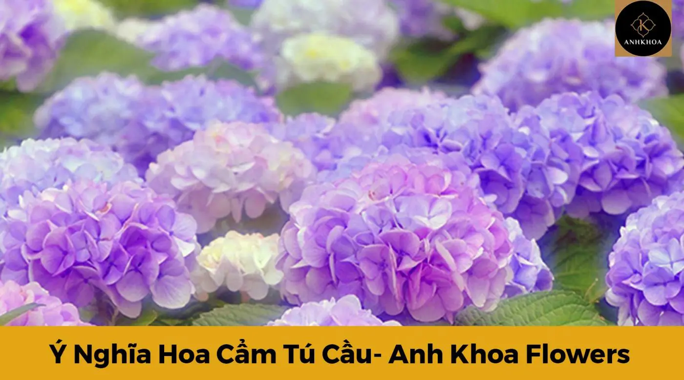 y nghia hoa cam tu cau 2 | Anh Khoa Company | Scooter Rental Hoi An | hoianit.com