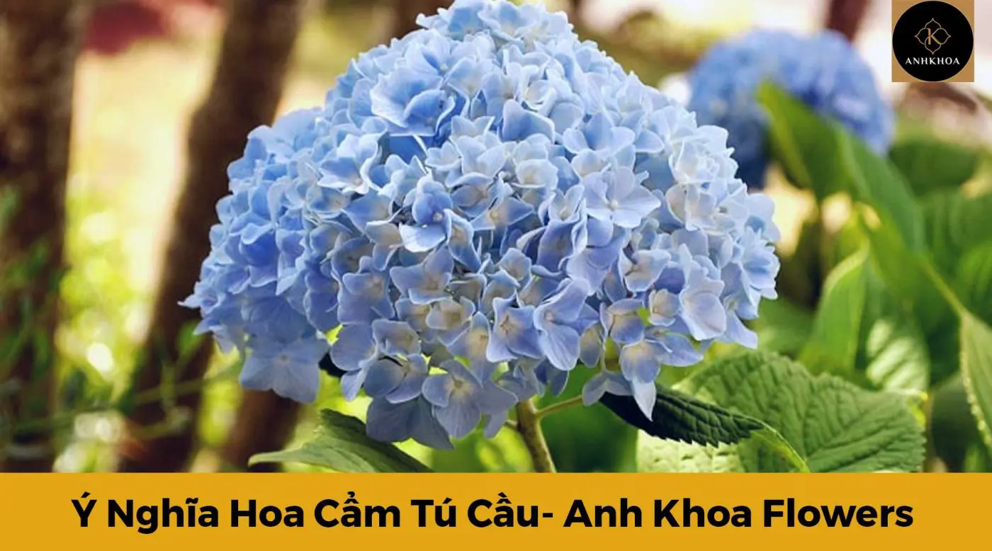 y nghia hoa cam tu cau 3 | Anh Khoa Company | Scooter Rental Hoi An | hoianit.com