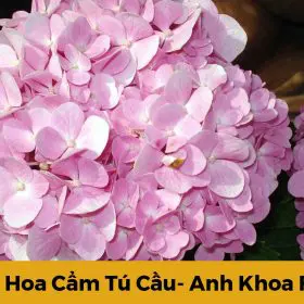 Ý nghĩa hoa cẩm tú cầu