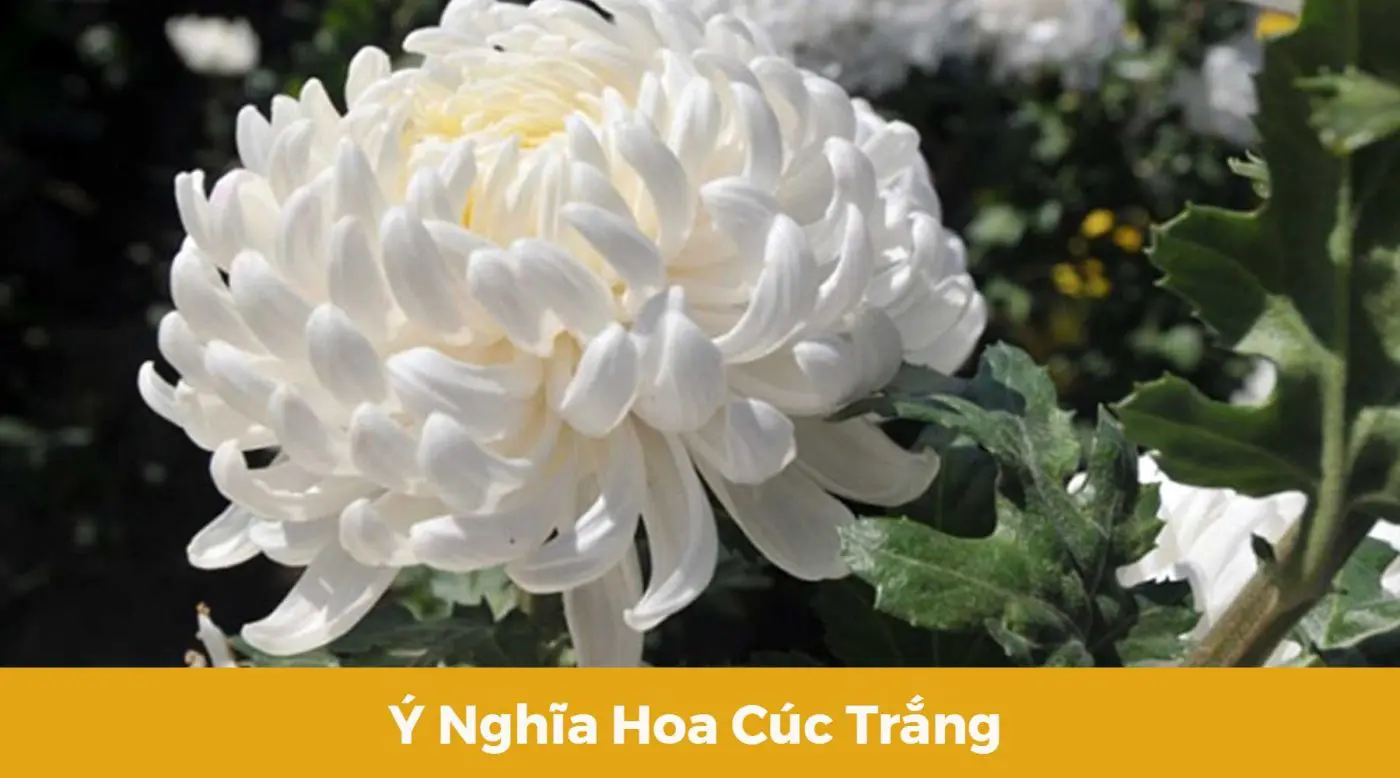 Ý nghĩa hoa cúc trắng