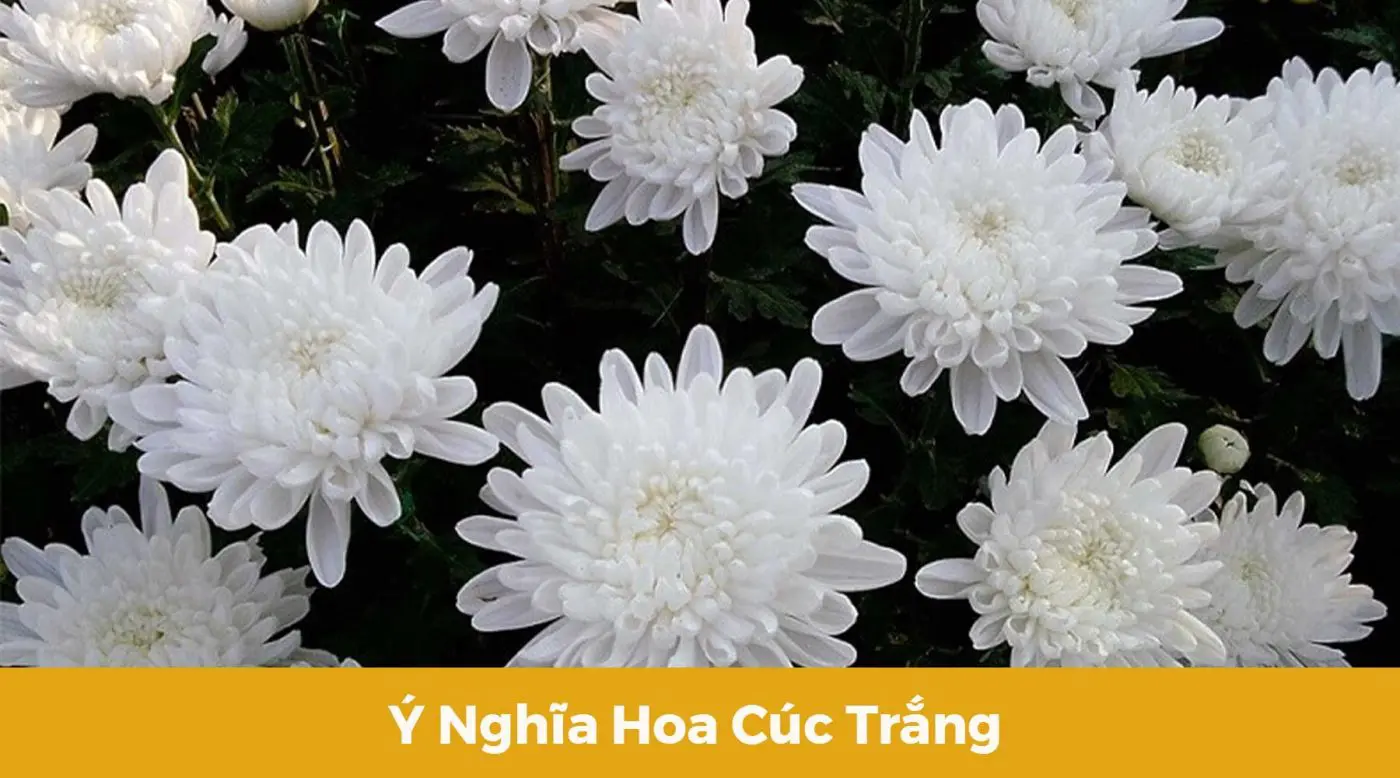 Ý nghĩa hoa cúc trắng