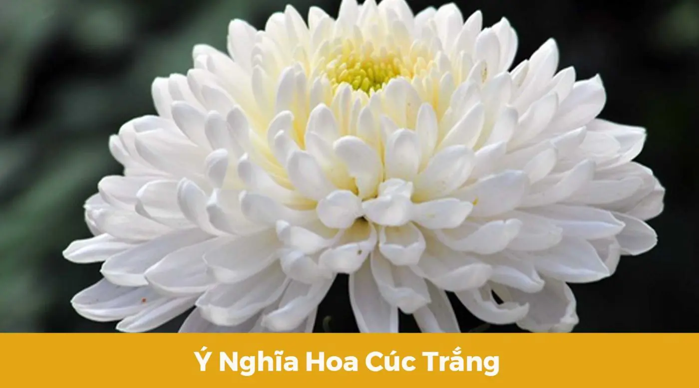 Ý nghĩa hoa cúc trắng