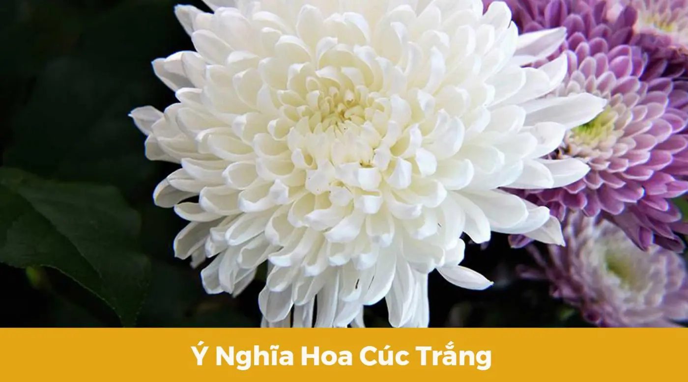 Ý nghĩa hoa cúc trắng