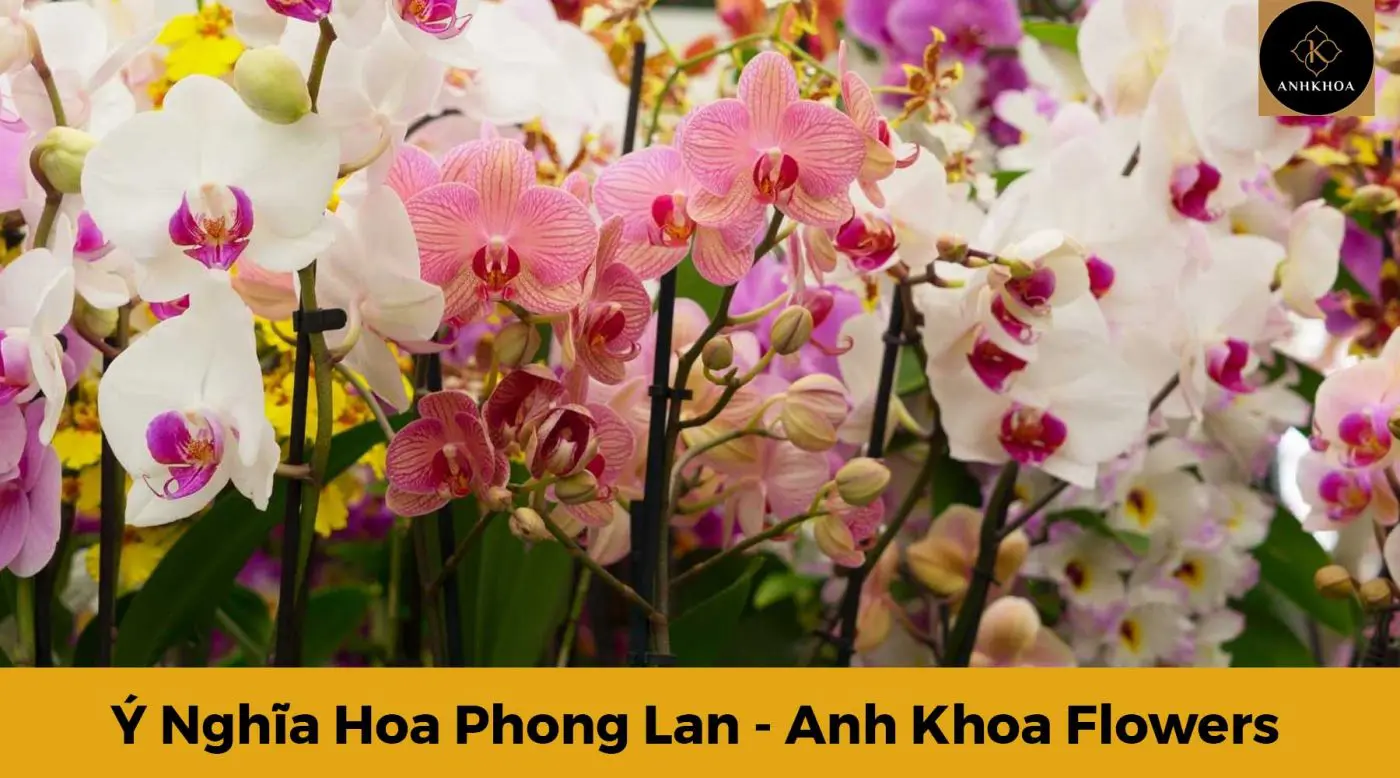 ý nghĩa hoa phong lan