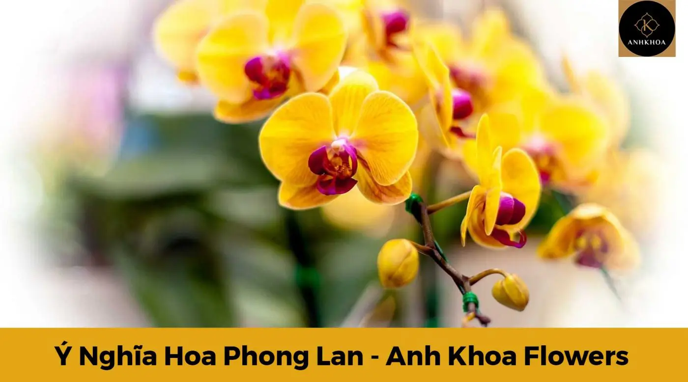 ý nghĩa hoa phong lan