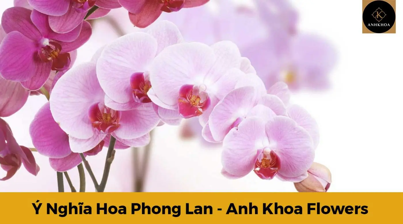 ý nghĩa hoa phong lan