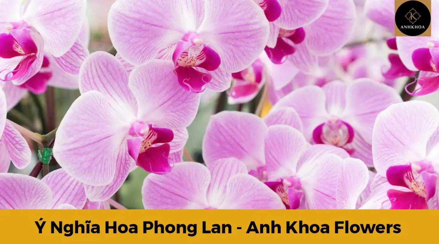 ý nghĩa hoa phong lan