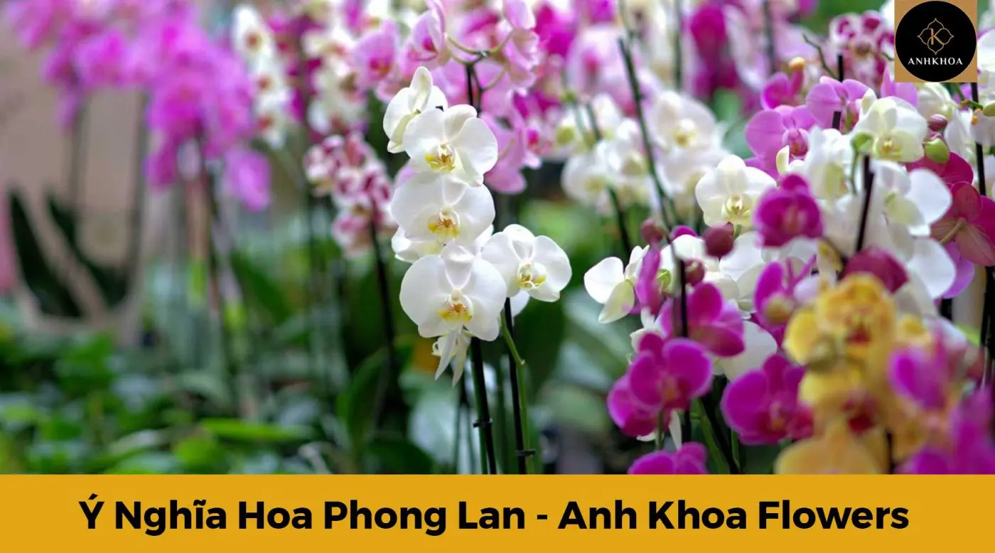 y nghia hoa phong lan 5 | Anh Khoa Company | Scooter Rental Hoi An | hoianit.com