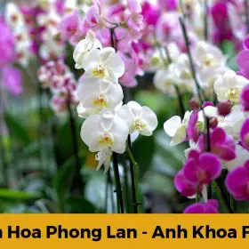 Y nghia hoa phong lan 5