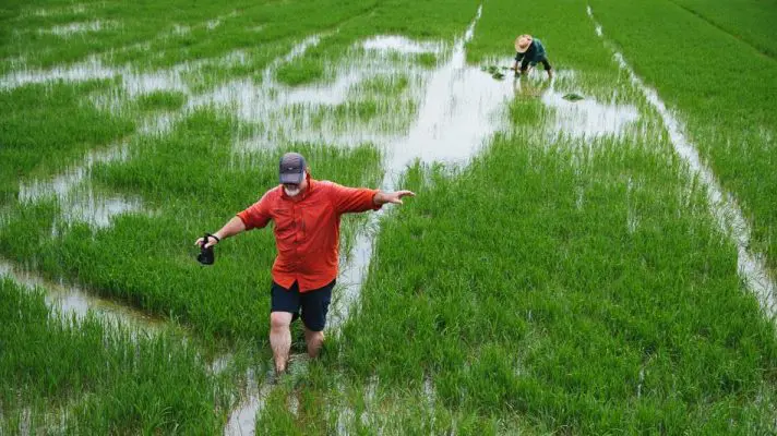 Hoi Ans Rice Fields | Anh Khoa Company | Scooter Rental Hoi An | hoianit.com