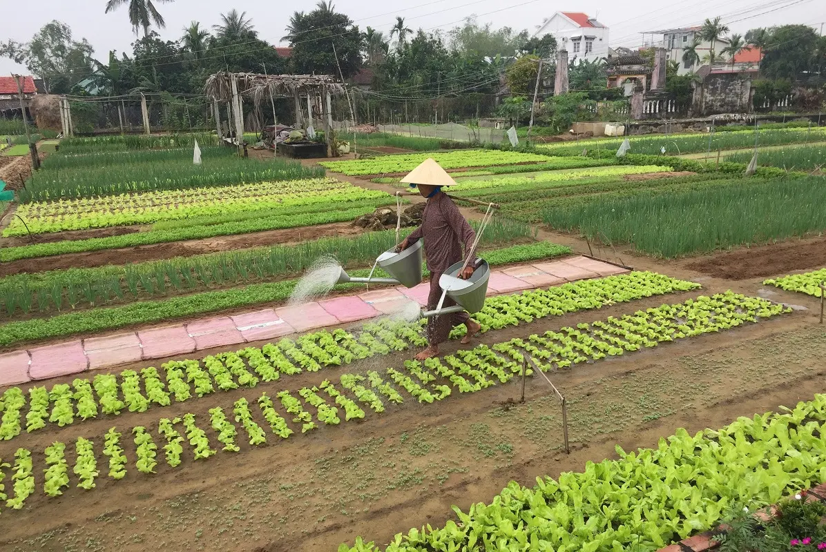 Tra Que Vegetable Village | Anh Khoa Company | Scooter Rental Hoi An | hoianit.com