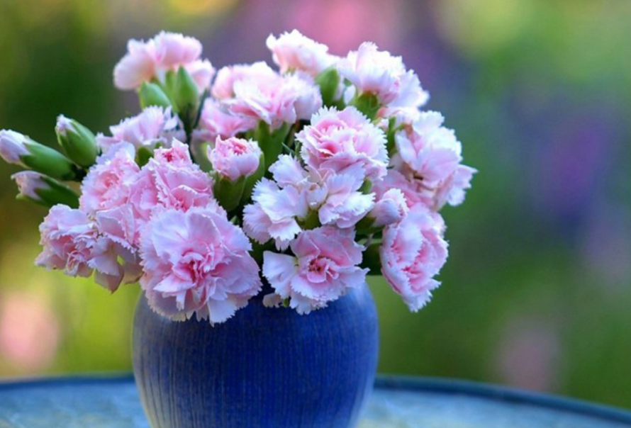 hoa cẩm chướng