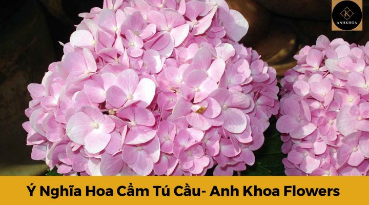 Ý nghĩa hoa Cẩm Tú Cầu