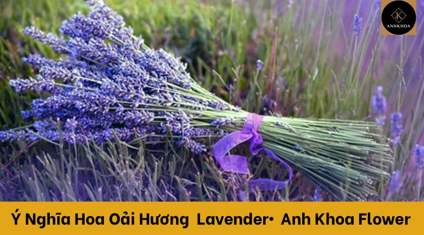 ý nghĩa hoa lavender