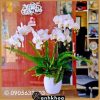 chậu lan hồ điệp tông trắng tại shop hoa hội an