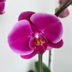 Orchid