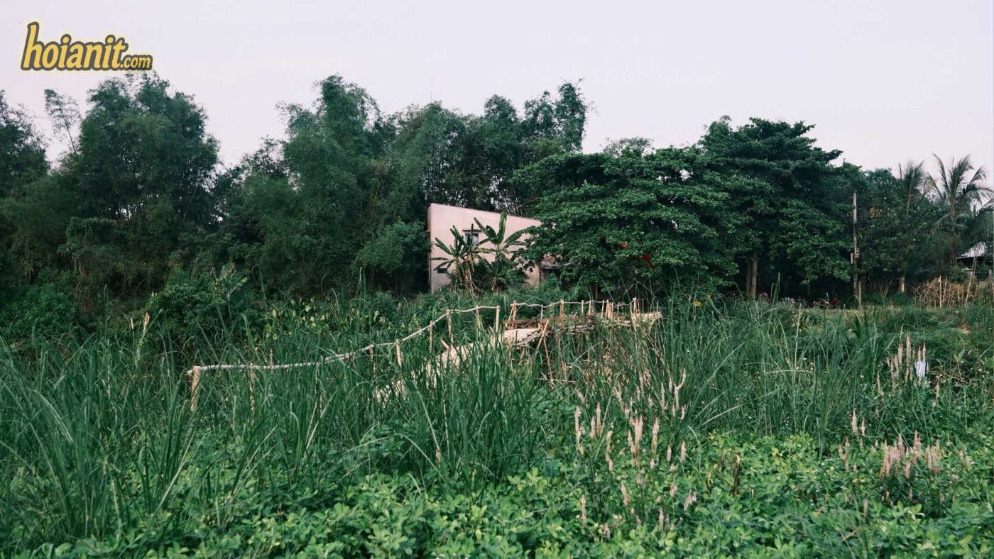 Cam Dong Bamboo Bridge 7 Cam Dong Bamboo Bridge