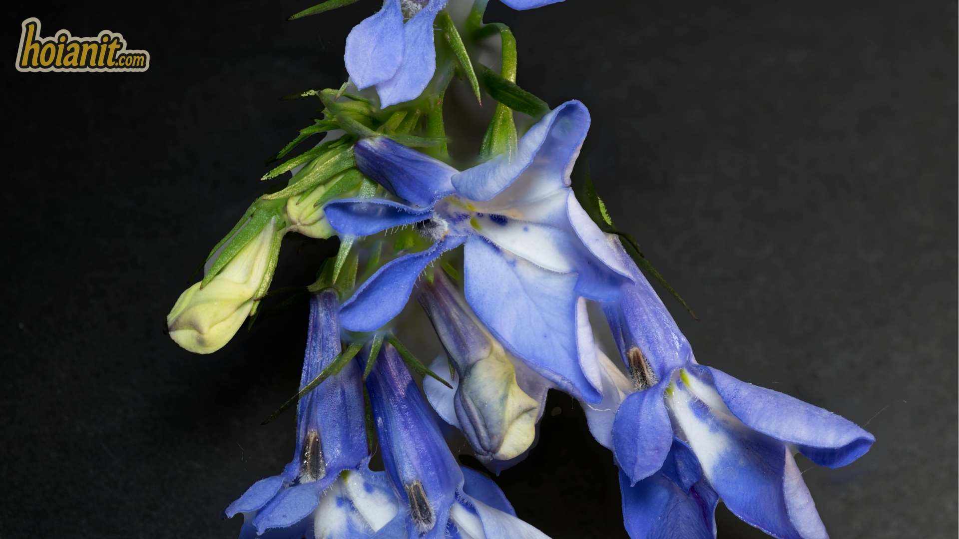 Hoa Cu%CC%81c Lobelia 2 Ý nghĩa hoa cúc Lobelia — chùm hoa xanh tím rủ trong giỏ treo