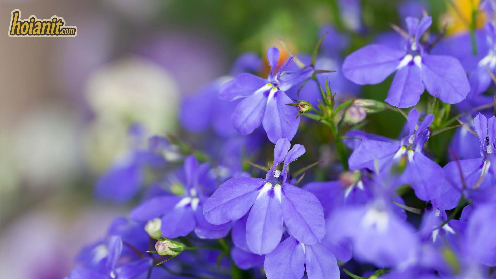 Hoa Cu%CC%81c Lobelia 3 Hoa cúc Lobelia xanh tím trang trí ban công