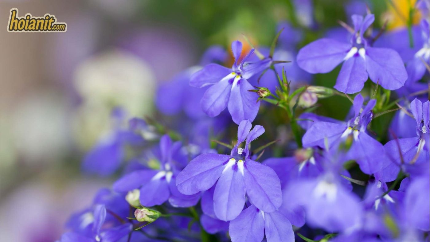 Hoa Cúc Lobelia