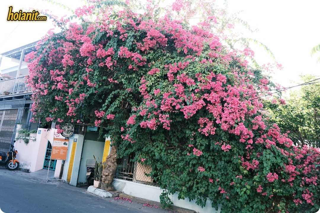 Hoi An Bougainvillea Hoa Giay Hoi An Bougainvillea Season Blooms in Summer 2026