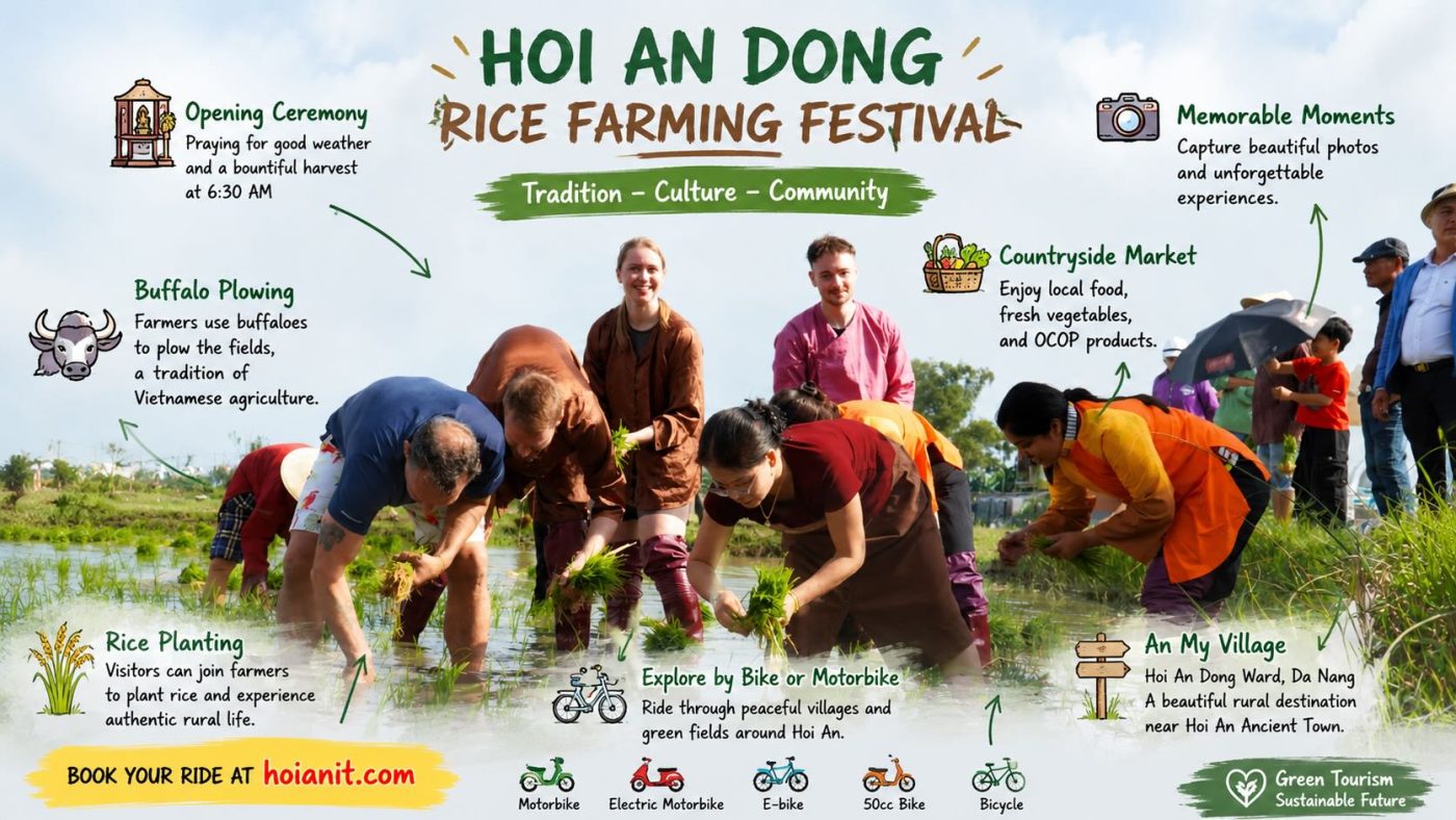 Hoi An Dong Rice Farming Festival 2026 Hoi An Dong Rice Farming Festival 2026