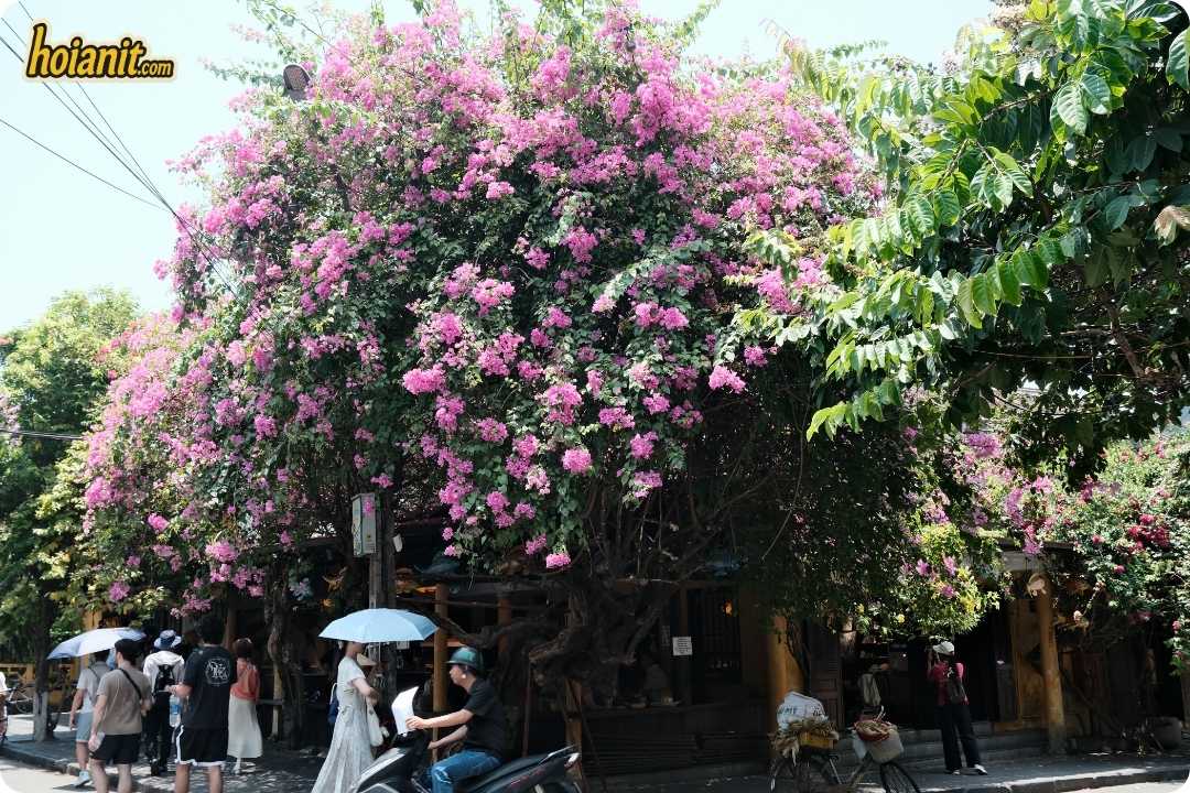 Hoi An Old Town4 1 Hoi An Old Town Bougainvillea Season Blooms