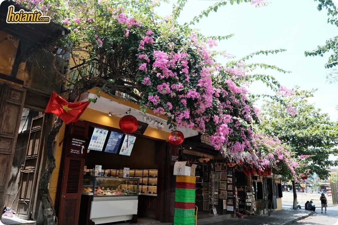 Hoi An Old Town5 1 Hoi An Old Town Bougainvillea Season Blooms