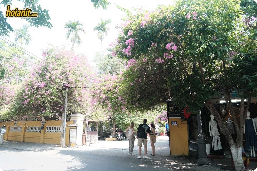 Hoi An Old Town6 1 Hoi An Old Town Bougainvillea Season Blooms
