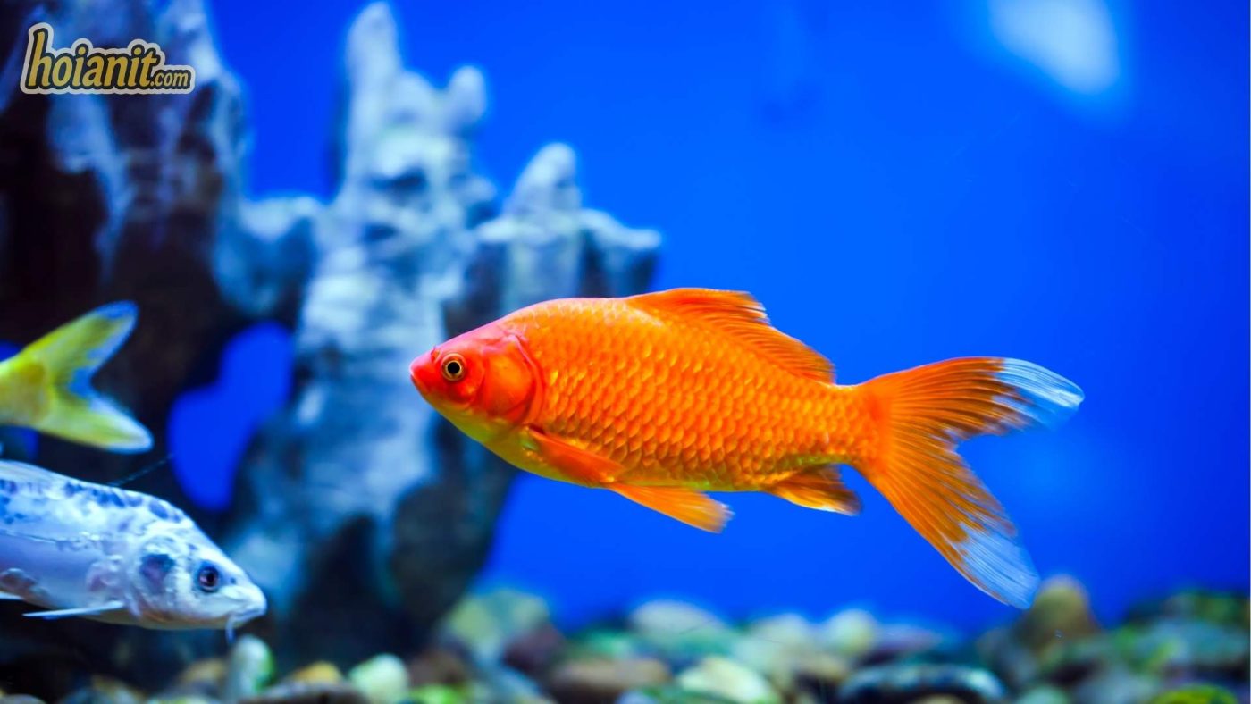 Shop Cá Cảnh Hội An