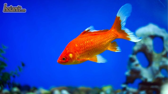 Shop Cá Cảnh Hội An