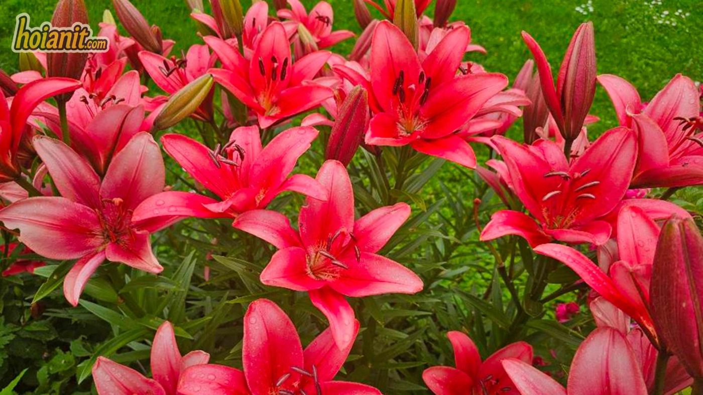 Ý Nghĩa Hoa Bách Hợp (Ly, Loa Kèn)