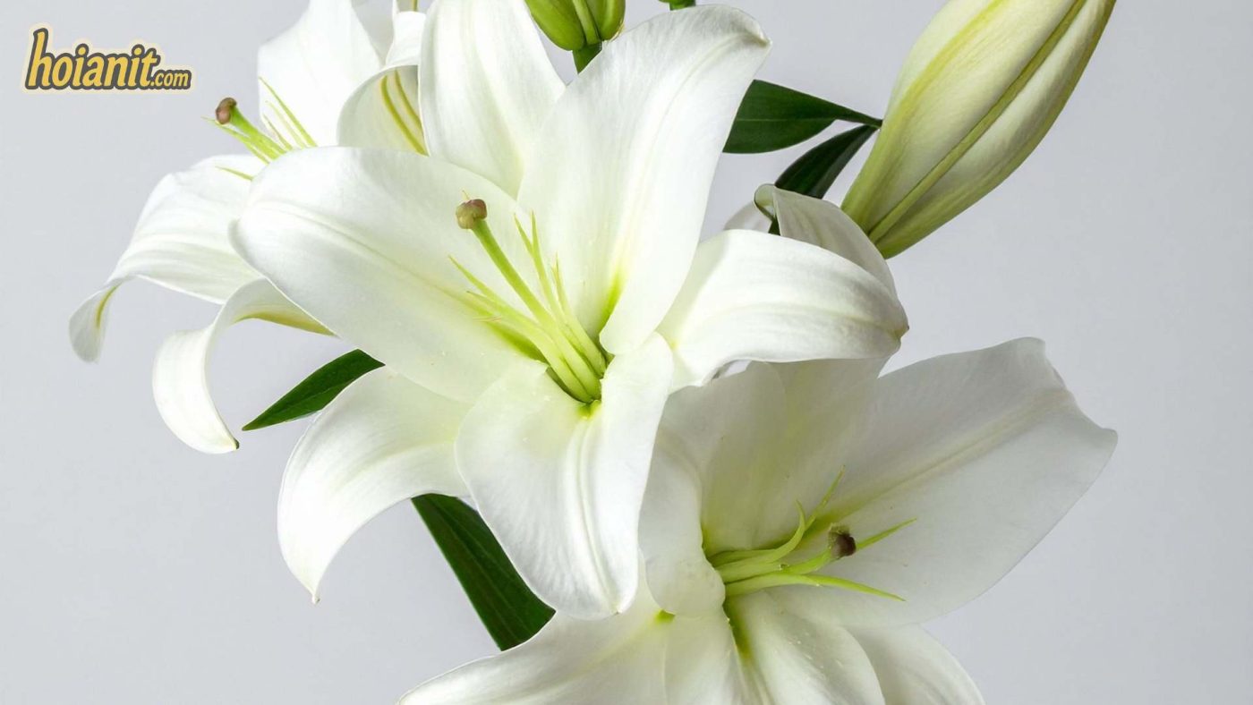 Ý Nghĩa Hoa Bách Hợp (Ly, Loa Kèn)