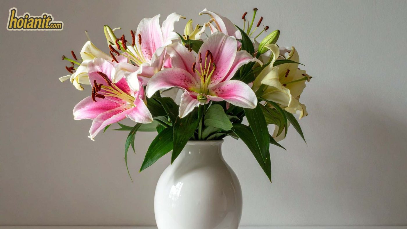 Ý Nghĩa Hoa Bách Hợp (Ly, Loa Kèn)