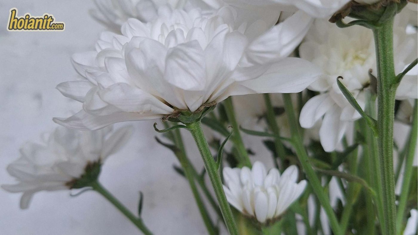 Ý Nghĩa Hoa Cúc Trắng