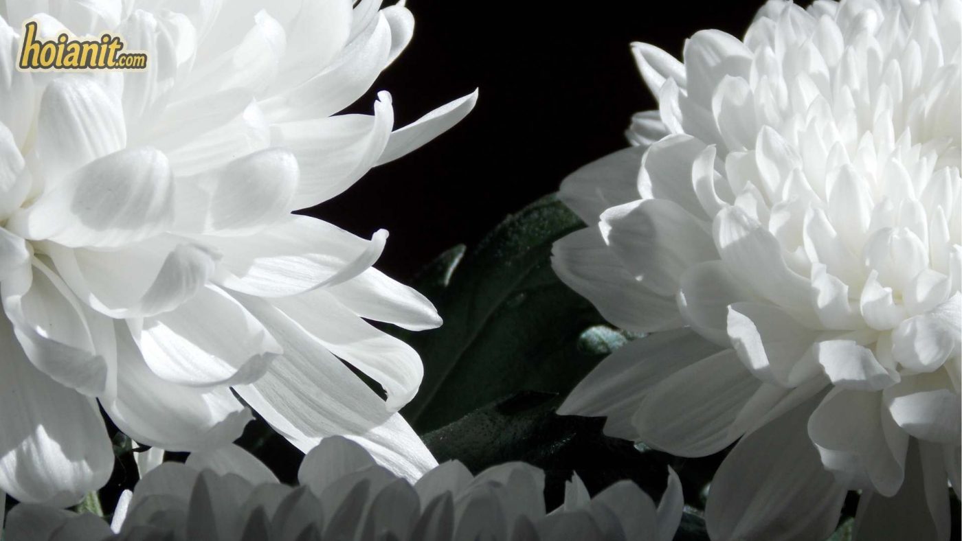 Ý Nghĩa Hoa Cúc Trắng