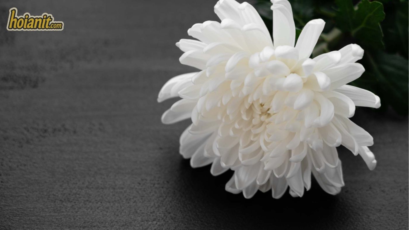Ý Nghĩa Hoa Cúc Trắng
