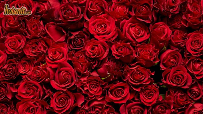 Ý Nghĩa Hoa Hồng