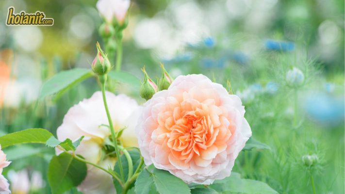 Ý Nghĩa Hoa Hồng