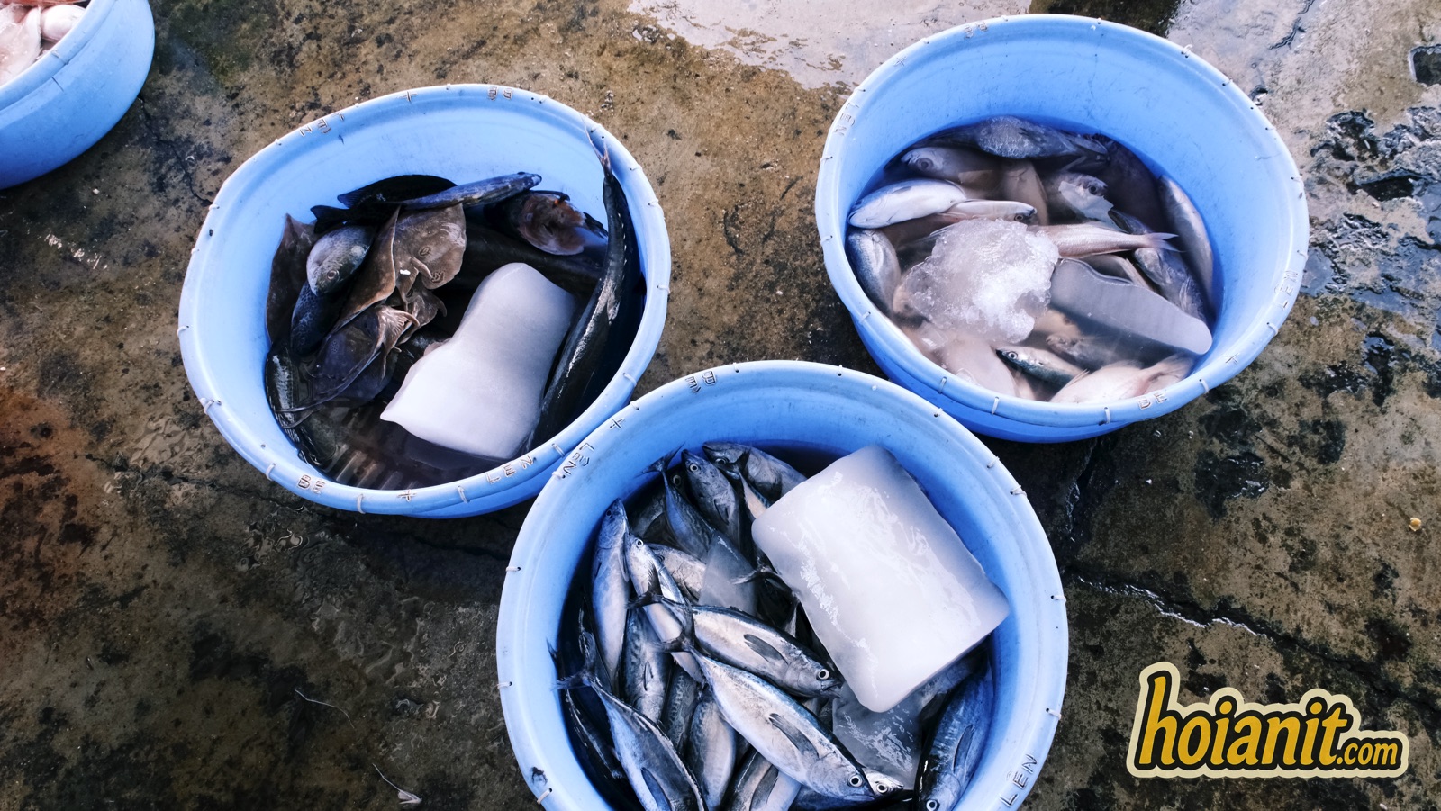 cho ca thanh ha hoi an1 Ba thau hải sản có cây đá đặt lên trên tại chợ cá Thanh Hà Hội An