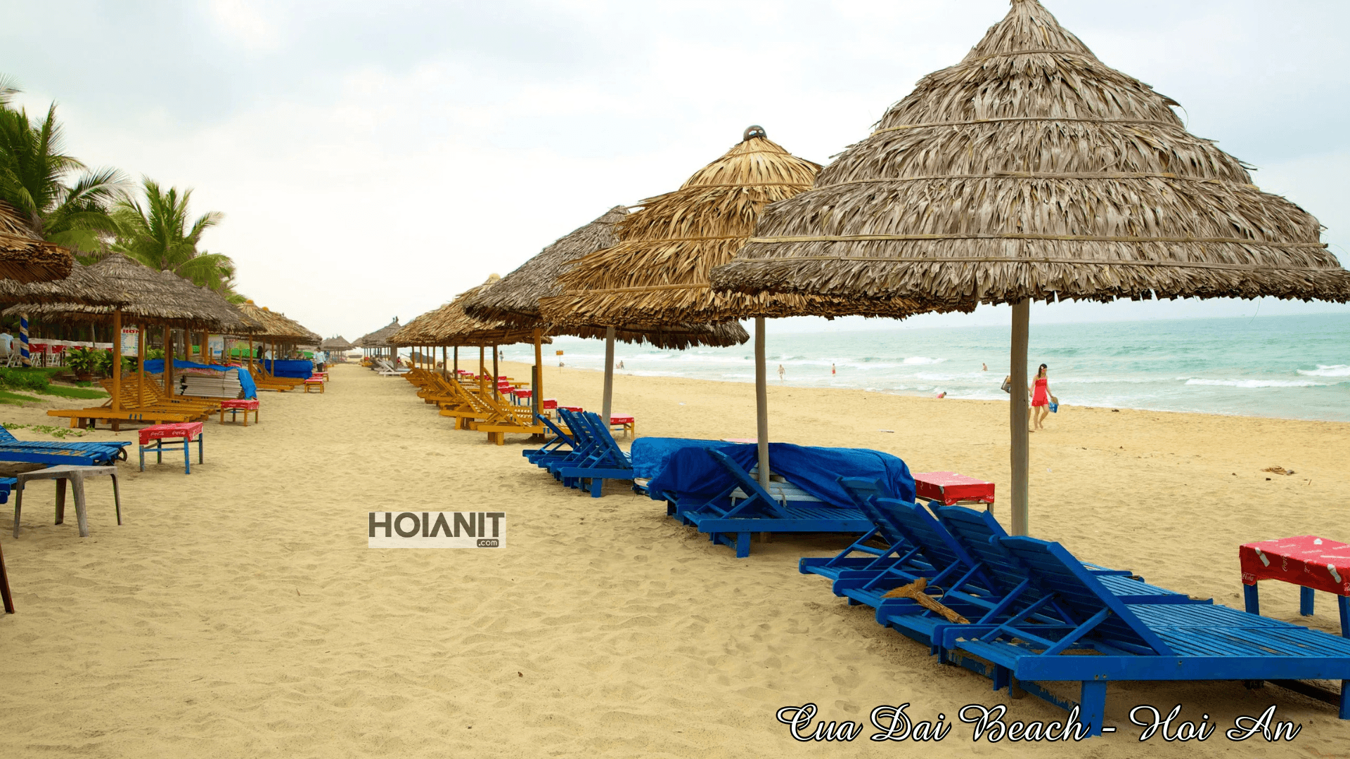 Thatched umbrellas and blue sun loungers on rebuilt sand at Cua Dai Beach